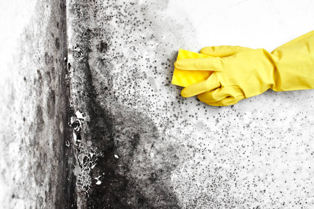 Mold Remediation for Vacation Homes in Indianola, WA